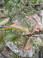 Viburnum prunifolium