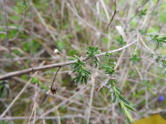 Fumana arabica