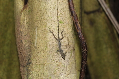 Anolis trachyderma