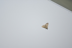 Dolicharthria punctalis