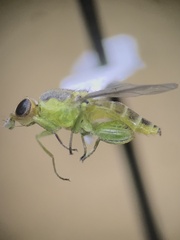 Meromyza