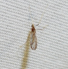 Erioptera
