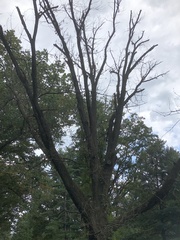 Quercus mongolica crispula