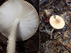 Amanita sinicoflava