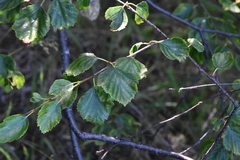 Betula occidentalis