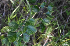 Betula occidentalis