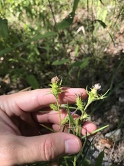 Liatris