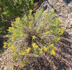 Heterotheca stenophylla
