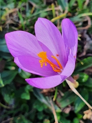 Crocus nudiflorus