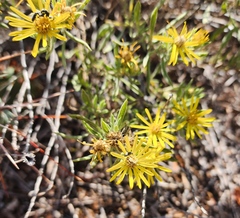 Heterotheca stenophylla