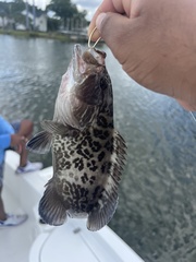 Mycteroperca microlepis