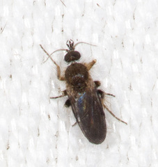 Forcipomyia