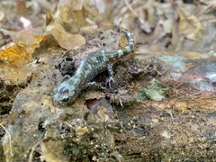Ambystoma opacum