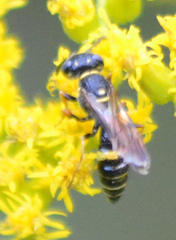 Philanthus gibbosus