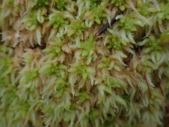 Sphagnum