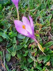 Crocus nudiflorus