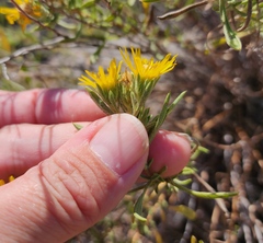 Heterotheca stenophylla