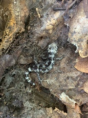 Ambystoma opacum