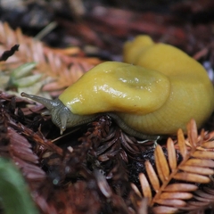 Ariolimax dolichophallus