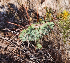 Opuntia tortispina