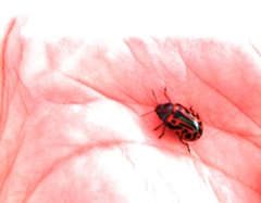Calligrapha serpentina