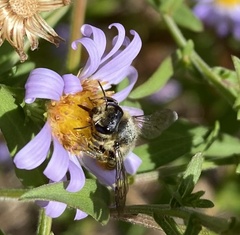 Megachile perihirta