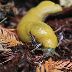 Ariolimax dolichophallus