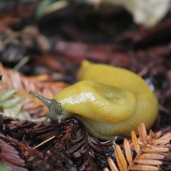 Ariolimax dolichophallus