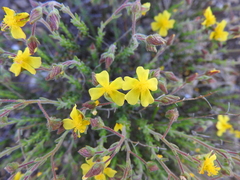 Fumana scoparia