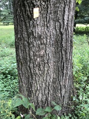 Quercus mongolica crispula