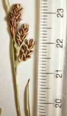 Carex bicolor