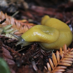 Ariolimax dolichophallus