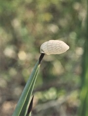Cerion tridentatum