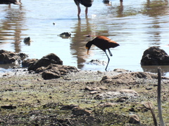 Jacana spinosa