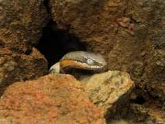 Philodryas nattereri