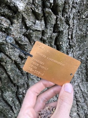 Quercus mongolica crispula