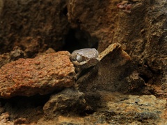 Philodryas nattereri