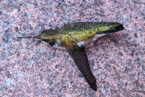 Ruby-throated Hummingbird photographed in Connecticut