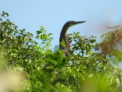 Tigrisoma mexicanum