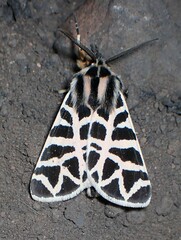 Apantesis nevadensis