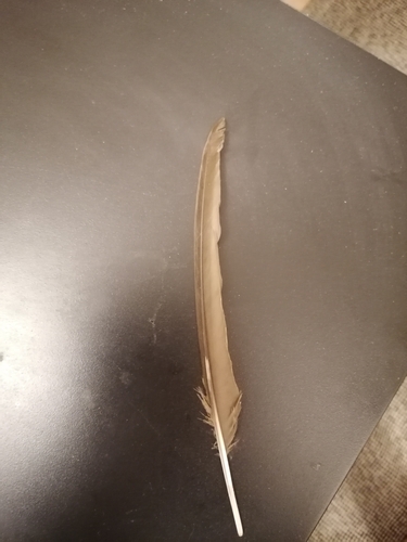 Plume de Martinet à ventre blanc