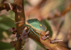 Chlorochroa