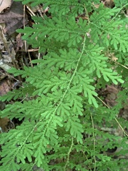 Dennstaedtia punctilobula