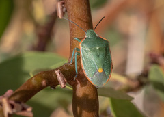 Chlorochroa