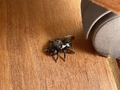 Xylocopa tabaniformis