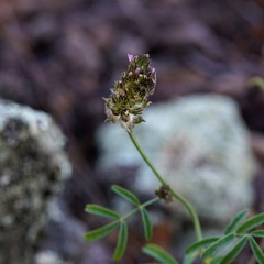 Dalea polygonoides