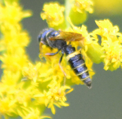 Philanthus gibbosus