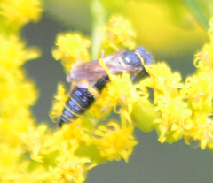 Philanthus gibbosus