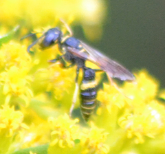 Philanthus gibbosus