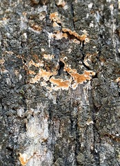 Steccherinum ochraceum